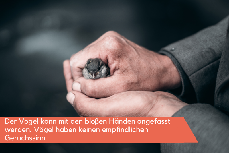 Mann hält kleinen Vogel in den Händen 