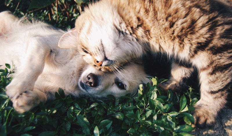Hund und Katze hund-und-katze