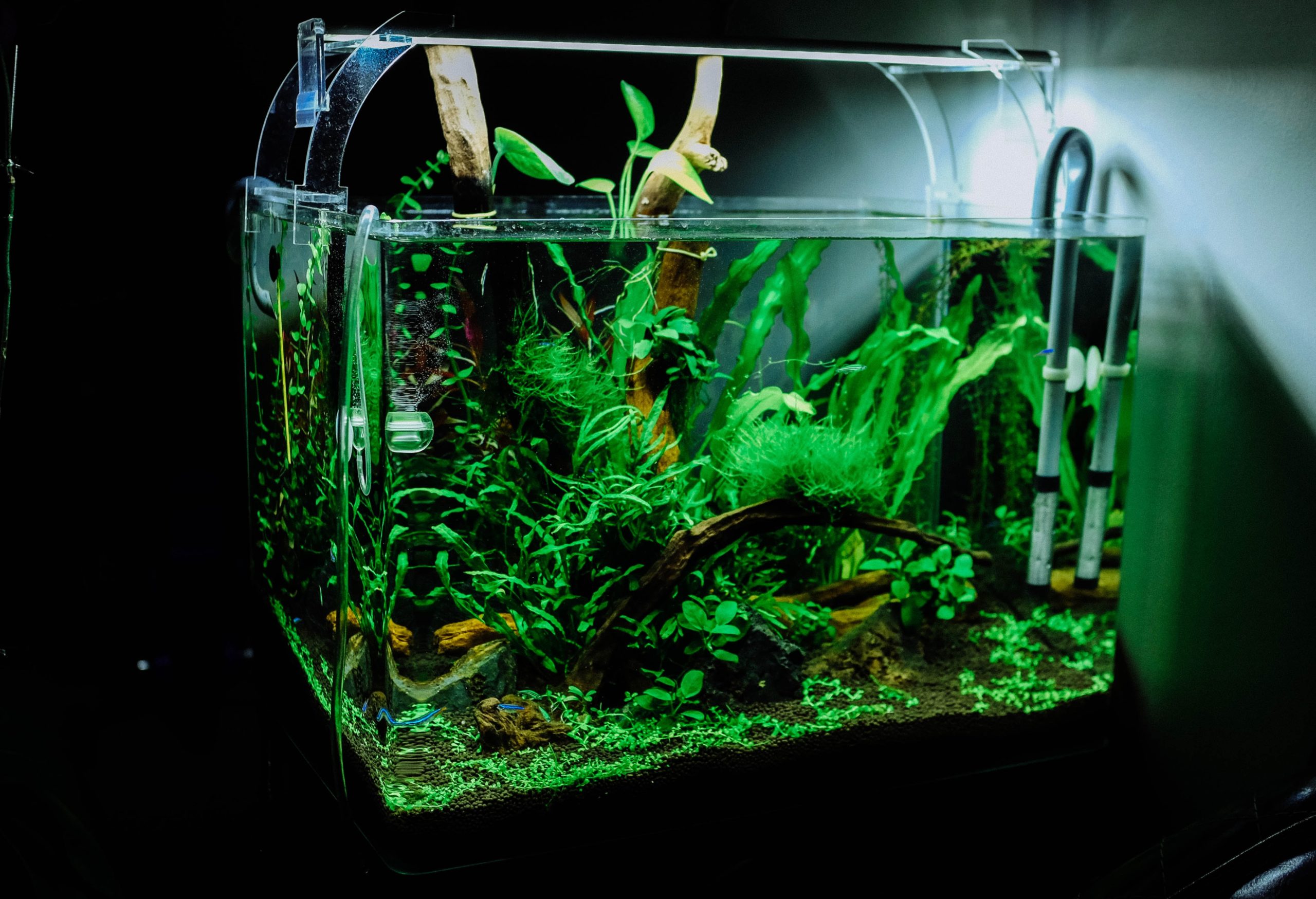 Aquarium mit Pflanzen Aquarium mit Pflanzen