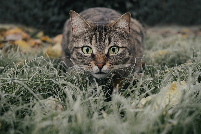 Katze im Gras