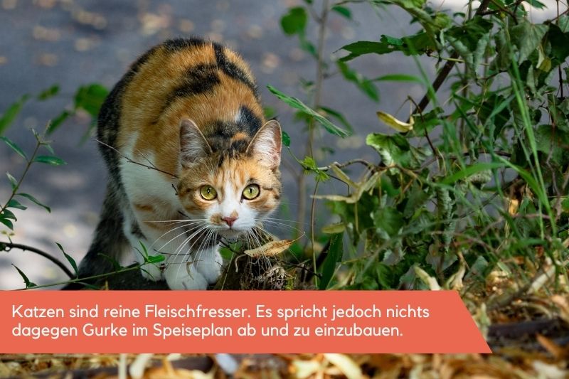 Katze beim anpirschen