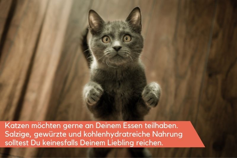 Dürfen Katzen Nudeln essen?
