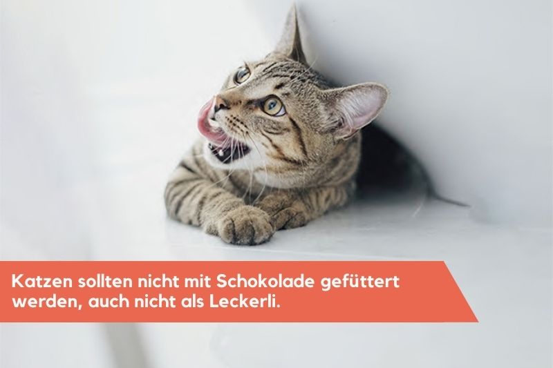 Katzen sollen keine Schokolade fressen