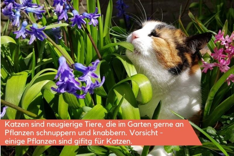 Katze schnuppert an Pflanze