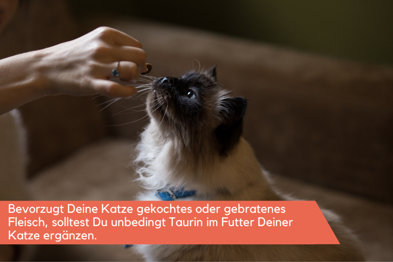 Rohes oder gekochtes Rindfleisch?