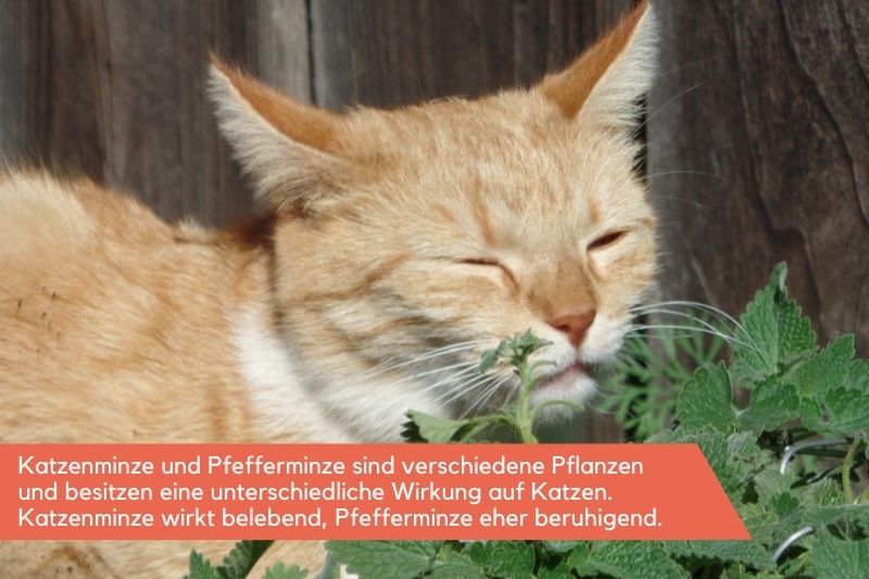 Dürfen Katzen Pfefferminze essen?