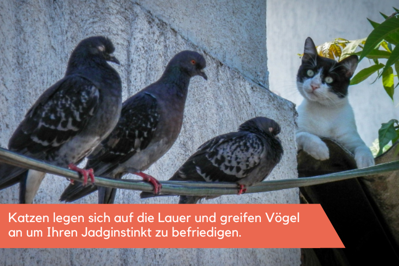 Katze sitzt auf dem Dach und beobachtet Vögel