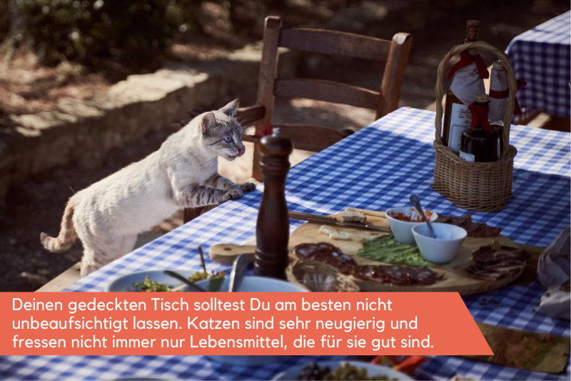 Dürfen Katzen Nudeln essen?