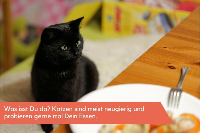 Katze starrt interessiert auf einen Teller
