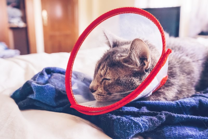 Katze schläft mit Halskrause