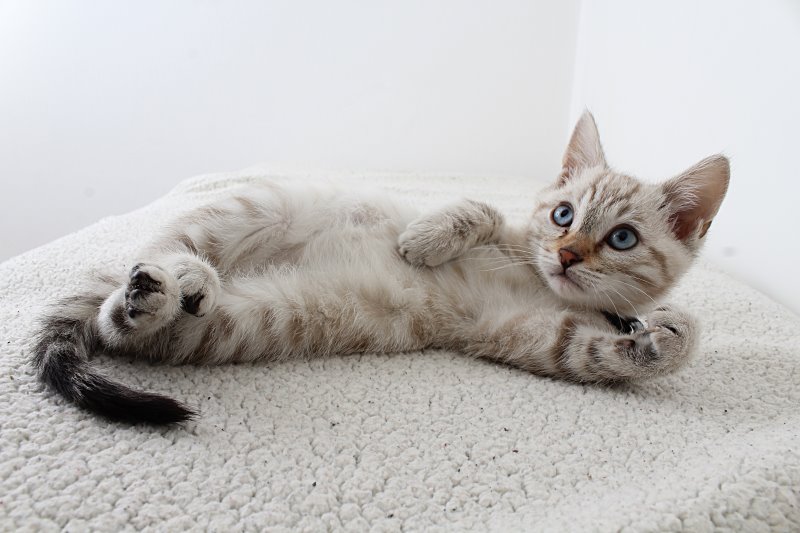 Katze am liegen katze-am-liegen