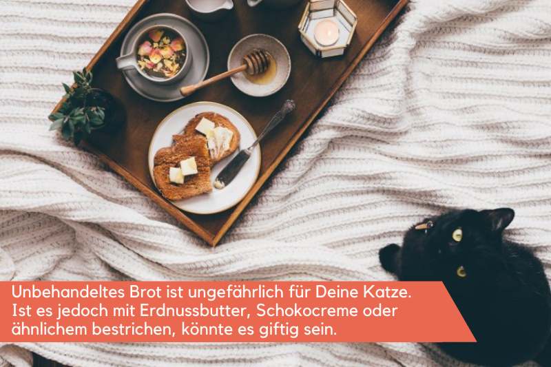 Katze liegt neben einem Frühstückstablett