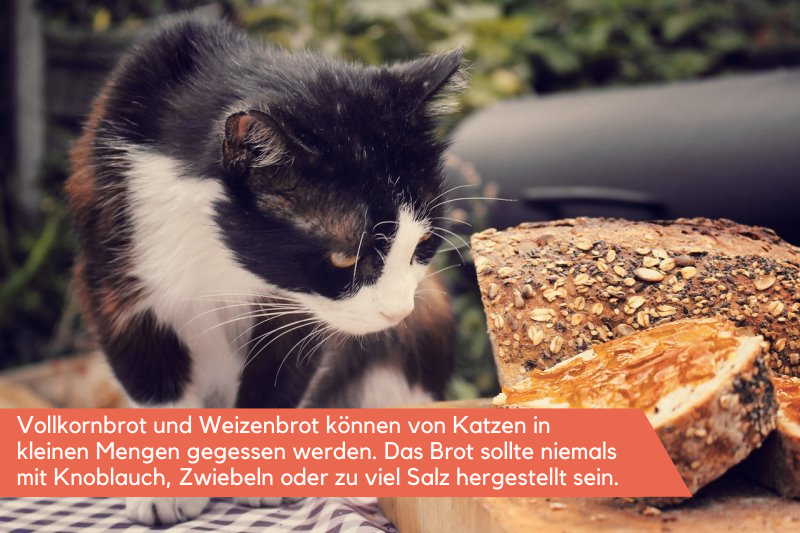 Katze betrachtet einen Laib Brot 
