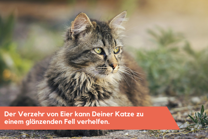 Katze in der Natur