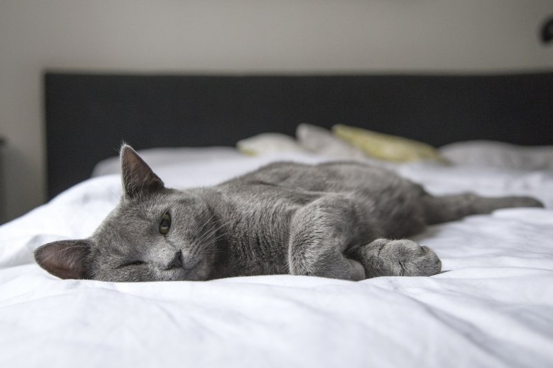 Katzenhaare von Decken entfernen Eine graue Katze, die aus der weißen Bettwäsche liegt.