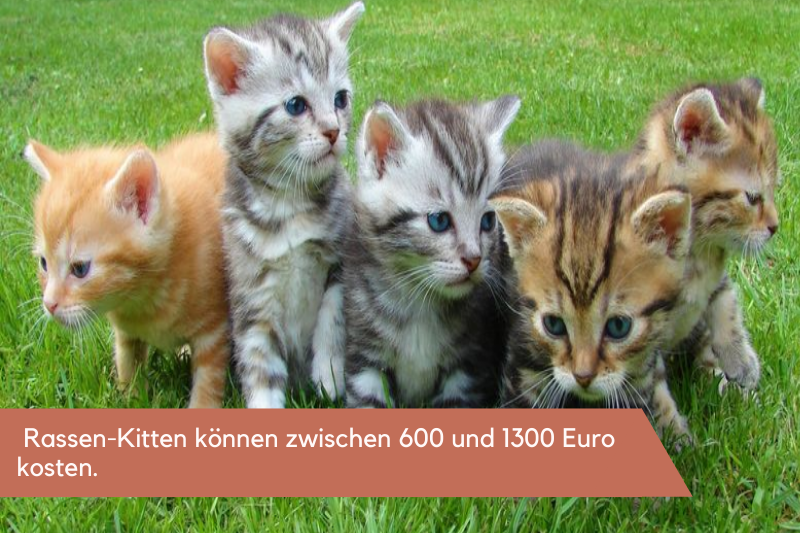 Fünf kleine Katzen auf einer Wiese