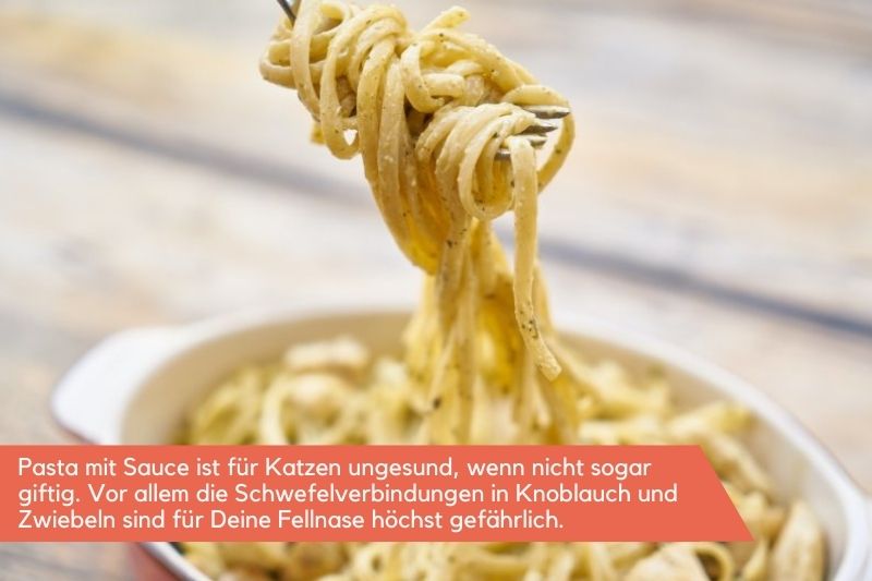 Pasta mit Sauce ist für Katzen ungeeignet