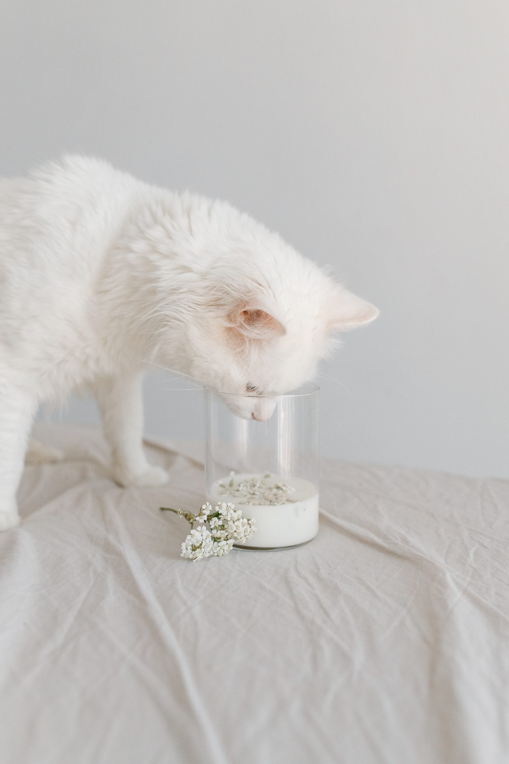 Katze trinkt aus Glas Katze frisst aus Glas