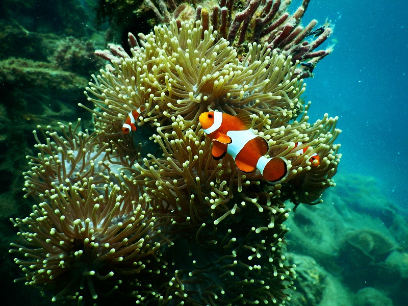 Fisch im Aquarium Fisch im Aquarium