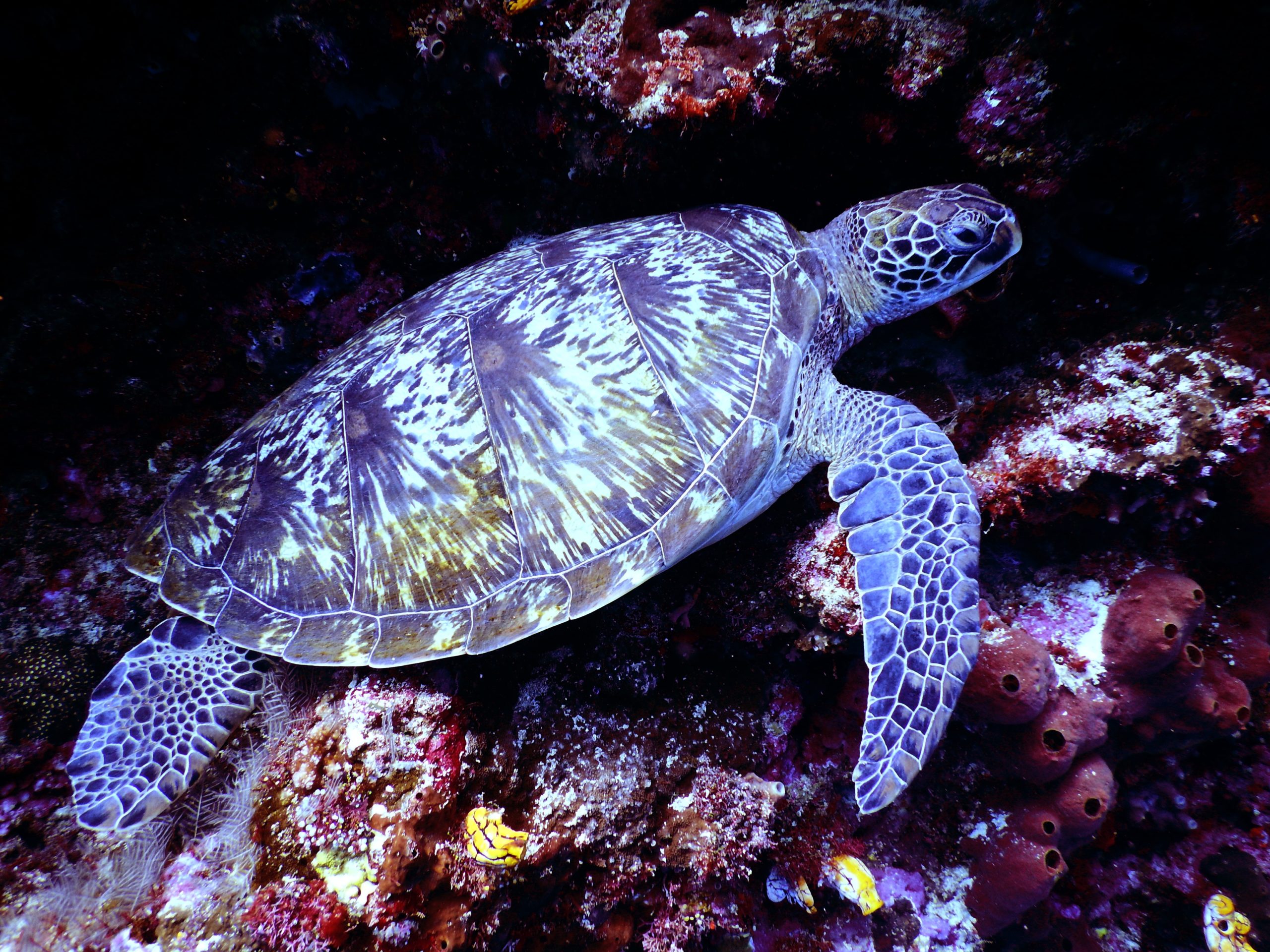 Schildkröte im Meer Schildkröte können auch in einem Aquaterrarium gehalten werden