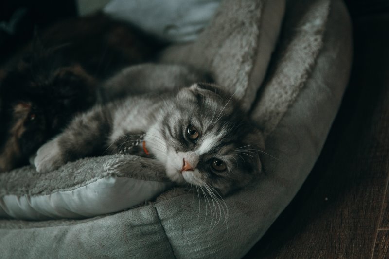 Müde Katze