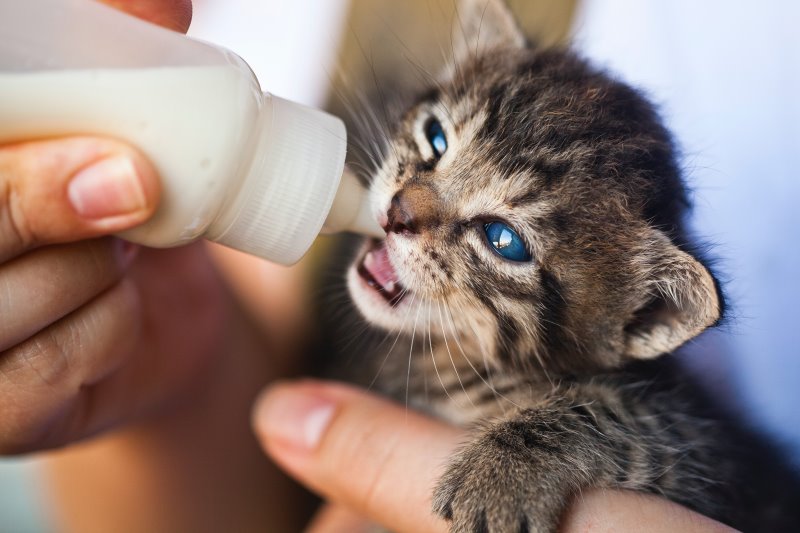 Ratgeber - Katzen Ein Katzenbaby wird in mit Katzenmilch gefüttert.