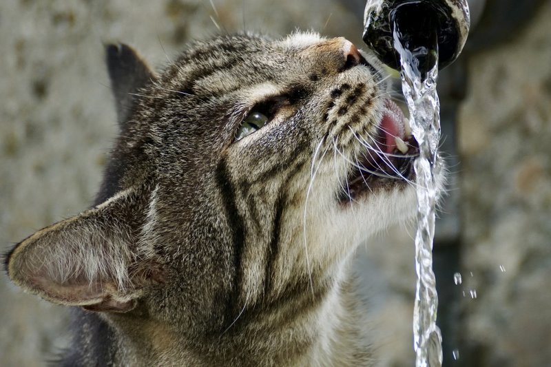 Ratgeber - Katzen Eine Katze trinkt aus einem Wasserhahn Wasser.