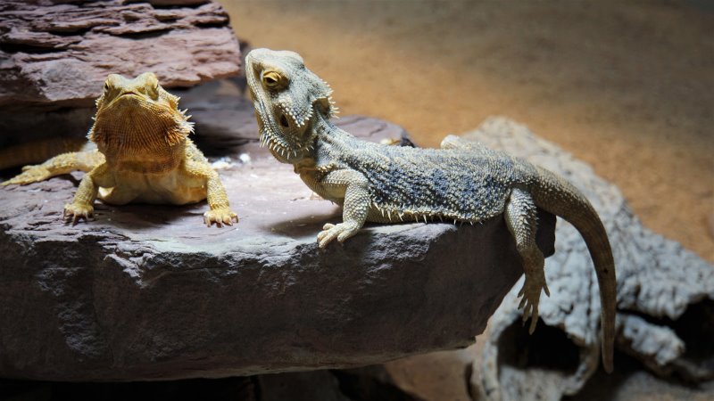 Reptilien auf einem Stein Reptilien auf einem Stein