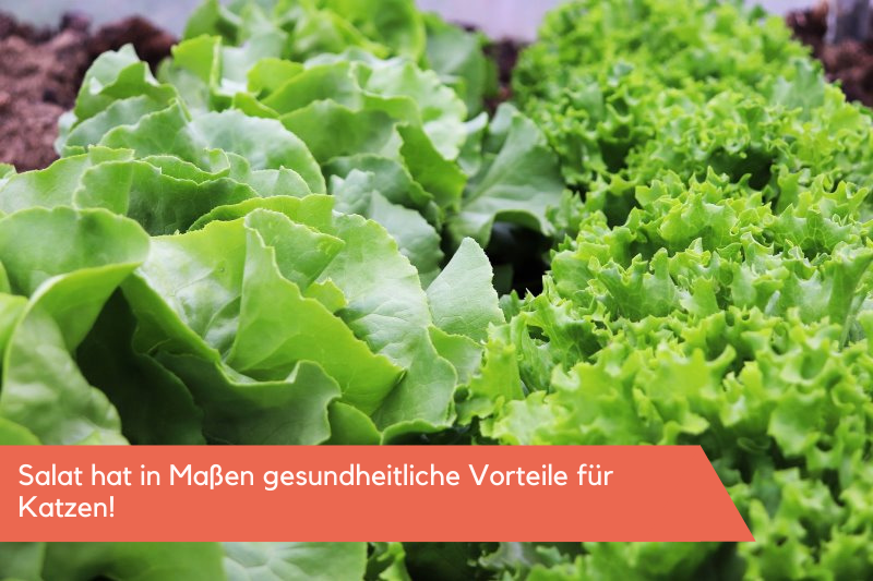Salat ist gesund für Katzen