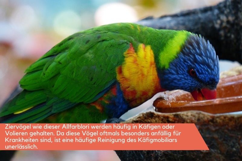 Papagei trinkt aus einer Vogeltränke
