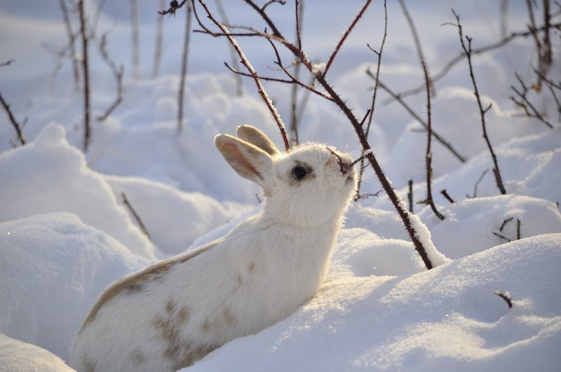 Winter Kaninchenfutter Kaninchen im Schnee