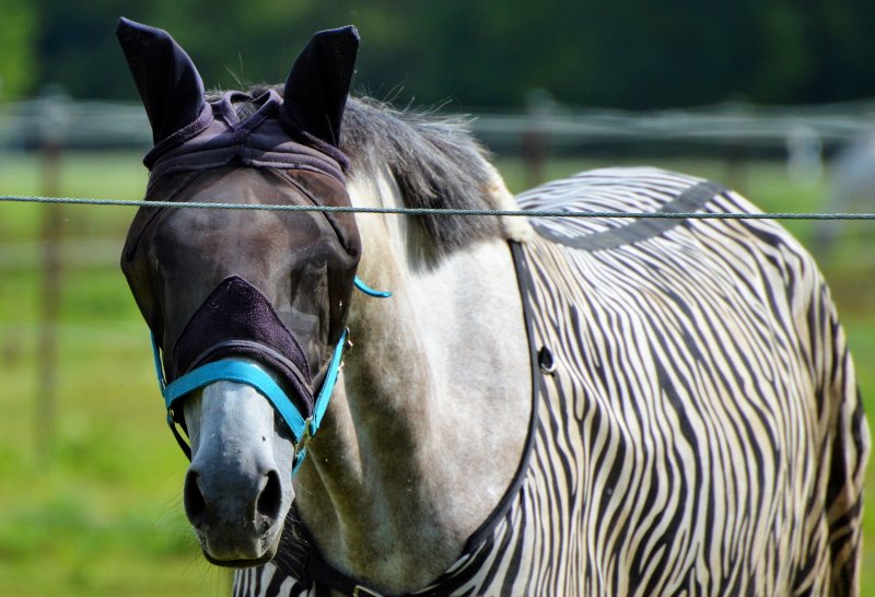 Fliegendecke mit Zebrasmuster