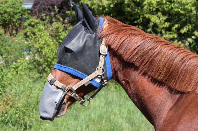 Fliegenhaube mit Nüsternschutz Fliegenhaube unter einem Stallhalfter