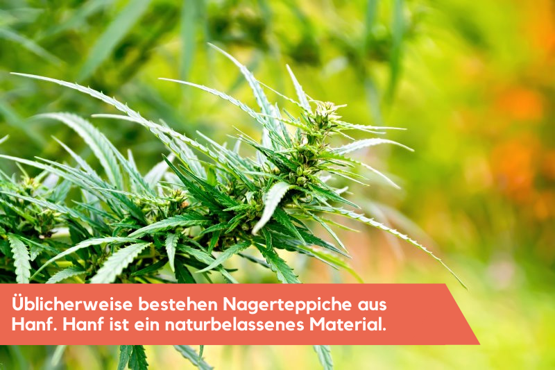 Die Nagerteppiche werden aus Hanfpflanzen hergestellt.