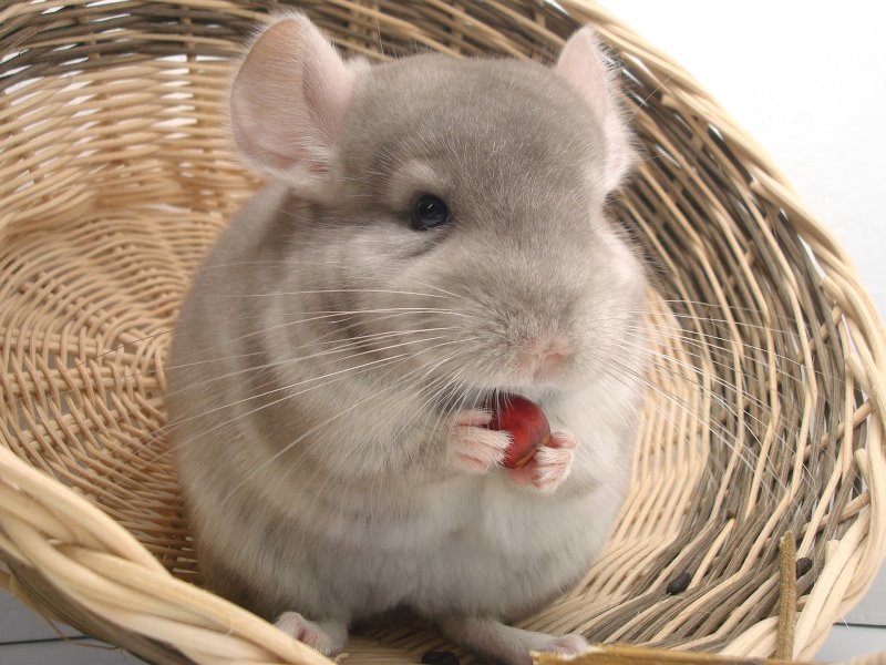 Chinchilla mit luftigem Fell Chinchilla mit fluffigem Fell