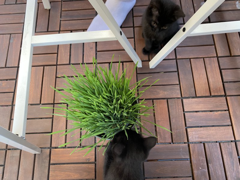 Katzengras Katzengras