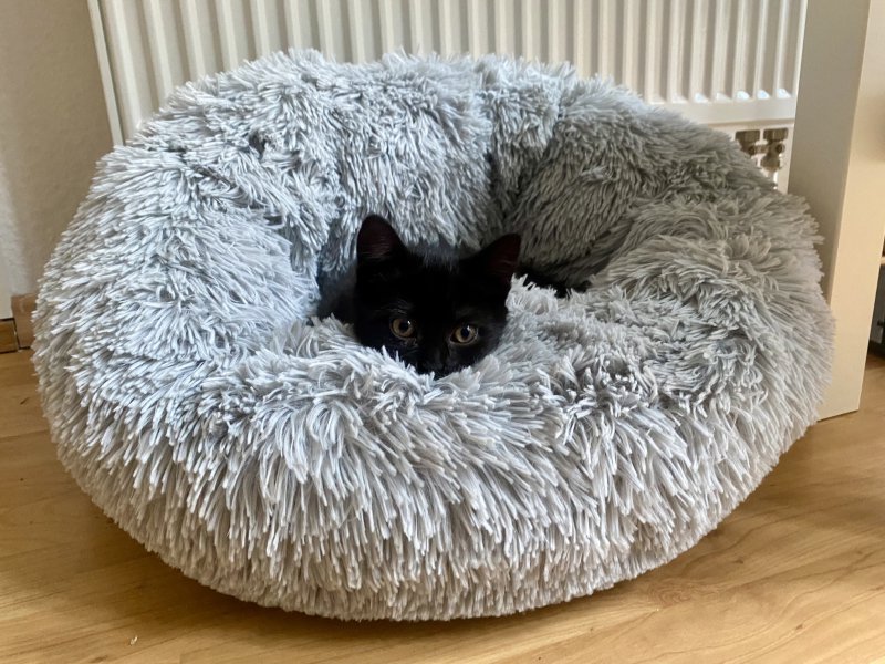 Schlafplätze für Kitten Schlafplätze für Kitten