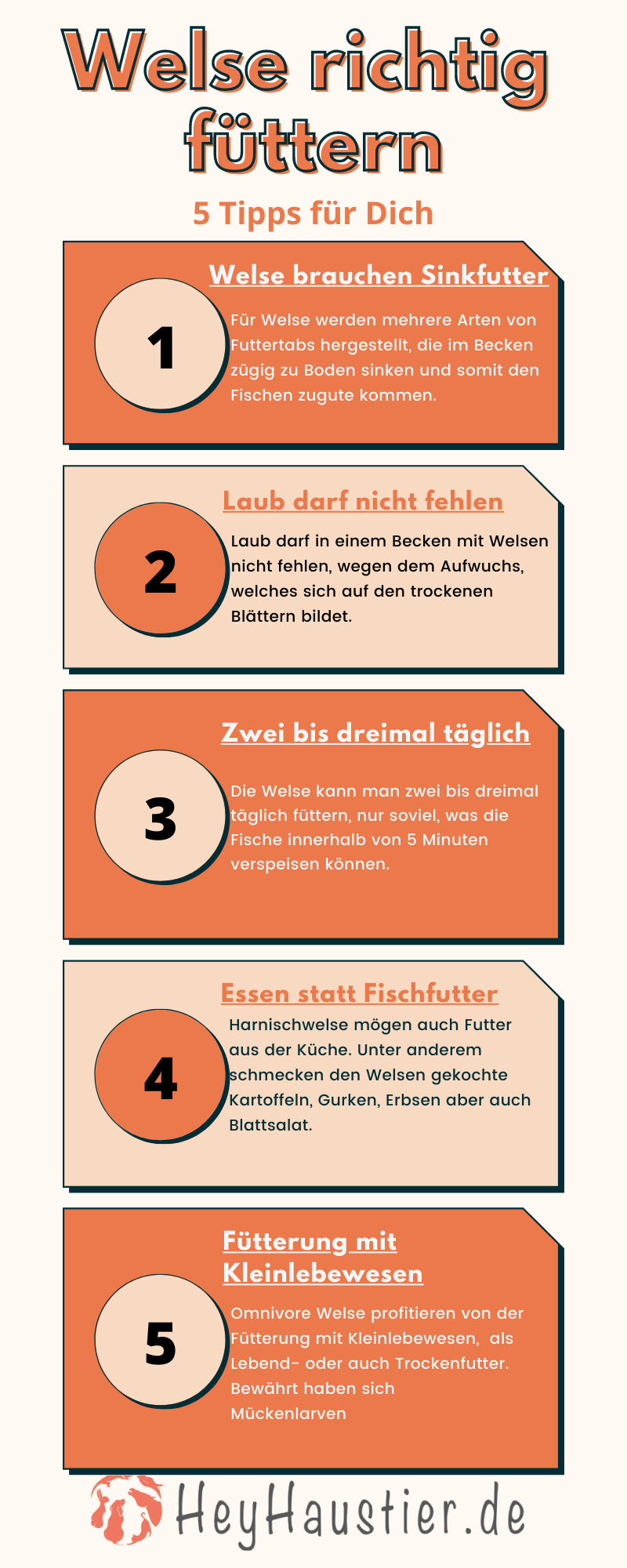 Welse richtig füttern